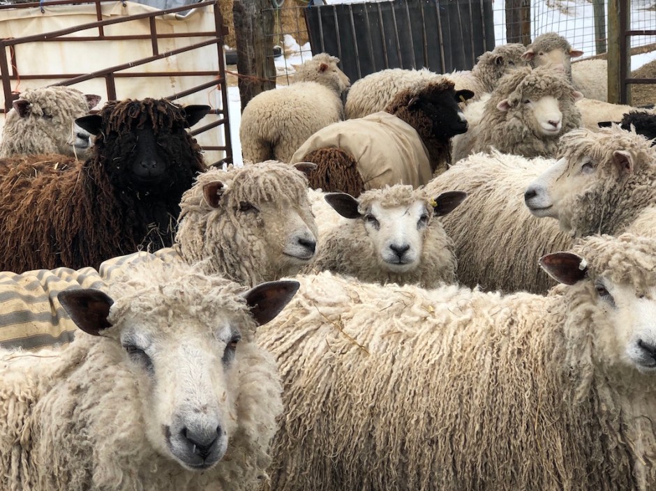 Sheep at Spirit Sands Shepherds in Carberry, Manitoba.